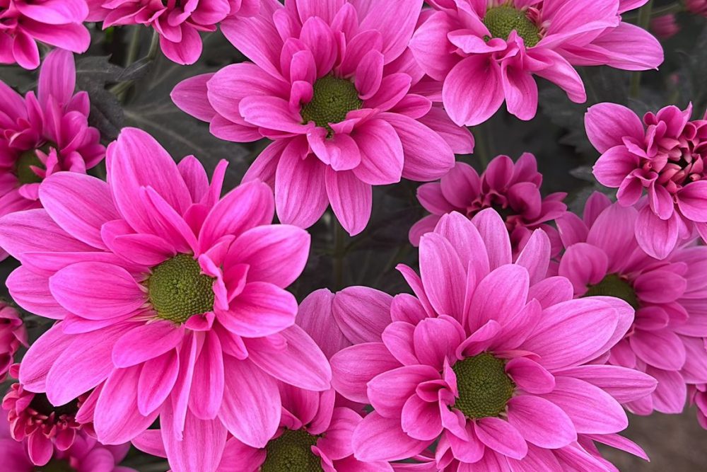 WhatsApp Image 2024-12-16 at 11.37.03 flores juan soria e hijos 11.37.03